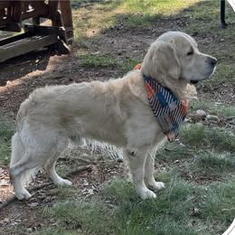Bear - Golden Retriever