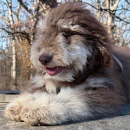 Penny - Red phantom female Aussiedoodle puppy in Buffalo, Illinois from Pear Tree Pups
