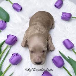 Sandi - Cream female Dachshund puppy in Oklahoma City, Oklahoma from OkieDoxieland Dachshunds
