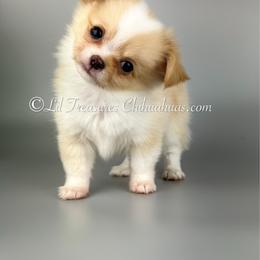 Panic - Cream and white male Chihuahua puppy in Anderson, South Carolina from Lil Treasures Chihuahuas