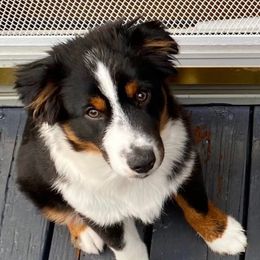 Tusk - Black tri-color male Australian Shepherd puppy in The Mid West, Illinois from Water's Edge Aussies