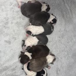 Boston Terrier Puppies from Toon’s Boston Terriers