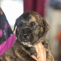Green-Yellow Collar - Brindle male Boerboel puppy in Wasilla, Alaska from Northland Boerboels
