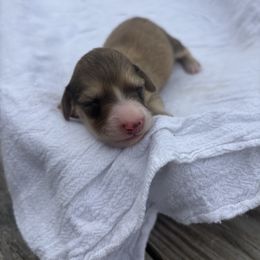Pumpkin - Cream female Dachshund puppy in Marshfield, Missouri from Hilltop Kennel LLC