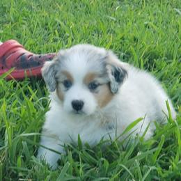 Australian Shepherd Puppies from Kelbrook Farm Australian Shepherds