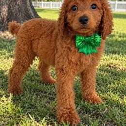 AKC Bella - Red  female Poodle puppy in Cape Coral, Florida from Ruby the poodle