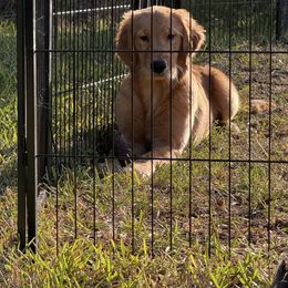Sky - Dark golden female Golden Retriever puppy in Plant City, Florida from All shades Golden