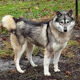 Mercy - Siberian Husky