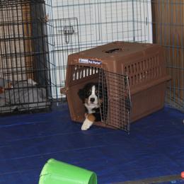 Bernese Mountain Dog Puppies from Baby Bear Bernese Kennel