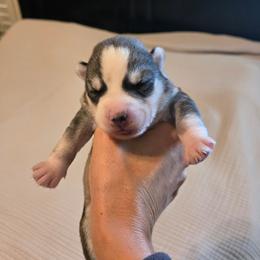 Girl 3 - Gray and white female Siberian Husky puppy in Canton, Georgia from Mayhemhuskies