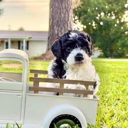 Sundae - Parti male Poodle puppy in Corinth, Mississippi from SnickerDoodlePups
