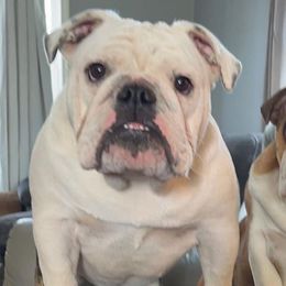 Bulldogs from Buckletucky Farm