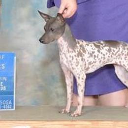 Coco - American Hairless Terrier