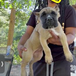 Purple girl - Fawn female Cane Corso puppy in Saluda, South Carolina from Brooks Imperial Corso