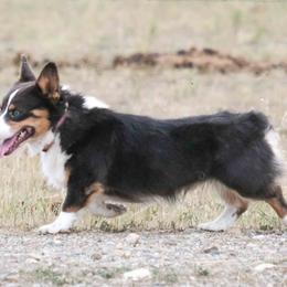 Koda - Blue male Pembroke Welsh Corgi puppy in Alpine, Texas from Storm Dogos & Country Corgis
