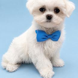 Ziggy - White male Maltipoo puppy in Cooper City, Florida from Jenny La Bone