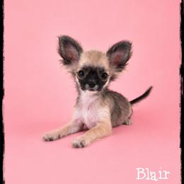Blair - Black sabled fawn female Chihuahua puppy in Demorest, Georgia from Sourpatch Chihuahuas