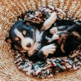 Lucki - Tri-color female Pomsky puppy in Mc Callsburg, Iowa from SZ Rolling Acres LLC