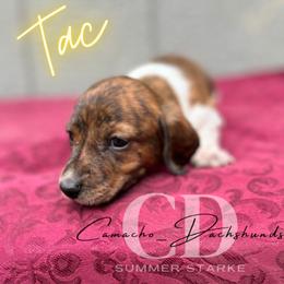 Dachshund Puppies from Camacho_Dachshunds