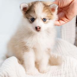 Red - Wolf sable female Pomsky puppy in Spring City, Pennsylvania from Pomsky Power Puppies