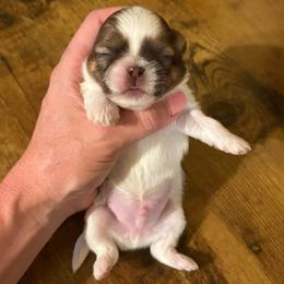 Orion - Liver and white male Shih Tzu puppy in Clifton, Texas from 5Z Shih Tzu Squad