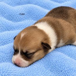 Boy 4 - Sable male Pembroke Welsh Corgi puppy in Port Republic, Maryland from Bestfurends