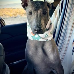 BRUCE - Xoloitzcuintli