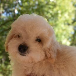 Turner (AKC) - White male Poodle puppy in Rainbow City, Alabama from Misioh Poodles
