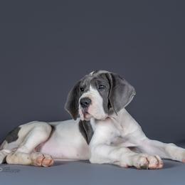 Goose - Great Dane