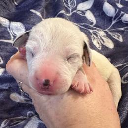 Frost - White and black male Dalmatian puppy in Travelers Rest, South Carolina from Cotton Top
