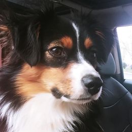 Toy Australian Shepherds from Kaywood Brown