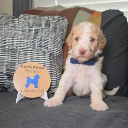 Indy - Parti male Poodle puppy in Plainfield, New Jersey from Caris Paws Poodles and Labradoodles