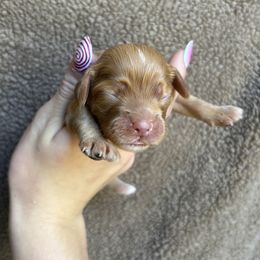 Nessa - Red female Cockapoo puppy in Indiana from muddy boots cocker spaniels and cockapoos