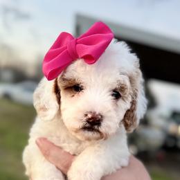 Cavapoo and Cockapoo Puppies from The Barkery