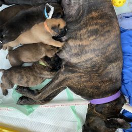 Boxer Puppies from Primo Amore Boxers