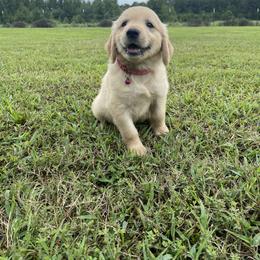 Goldendoodle and Golden Retriever Puppies from Goldie Locks Golden Retrievers & Doodles