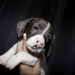 Boots - Dapple male Dachshund puppy in Kilgore, Texas from The Barefield Doxies