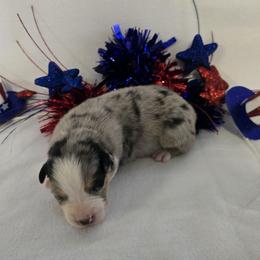 Boy 2 - Blue merle male Australian Shepherd puppy in Lakeland, Florida from Diamond P Australian Shepherds