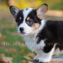 Vincent (Vince) - Black and tan male Pembroke Welsh Corgi puppy in Benton, Arkansas from High Cotton Corgis