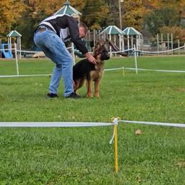 Thor - Black and red male German Shepherd puppy in Newtown, Connecticut from Von Tiffany Haus