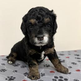 Rocky - Sable and white male Cockapoo puppy in Liberty, Kentucky from Kentucky Cockapoos