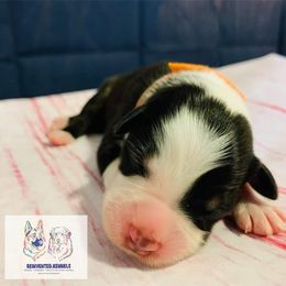 Australian Shepherd Puppies from REINVENTED.KENNELS