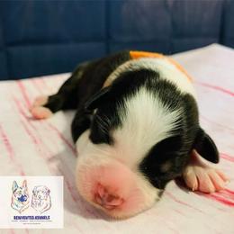 Australian Shepherd Puppies from REINVENTED.KENNELS