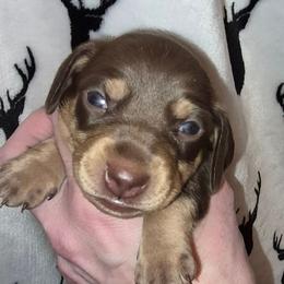 Odie - Chocolate and cream male Dachshund puppy in Antlers, Oklahoma from MoMo's Dachshunds