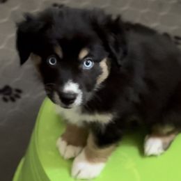 Fall - Black tri female Miniature Australian Shepherd puppy in California from Elsa’s lil Wiggle Butts