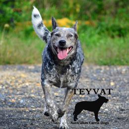 Vita - Australian Cattle Dog