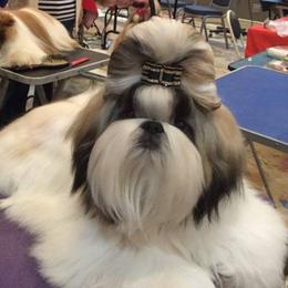 Shih Tzu All Grown Up from Sabar Shih-tzu
