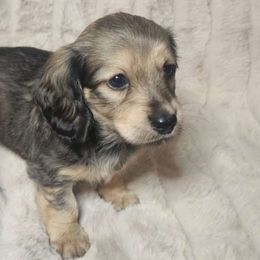 Tim shaded cream - Cream Dachshund puppy in Lindsay, California from Lazy K&M Dachshunds