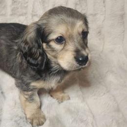 Tim shaded cream - Cream Dachshund puppy in Lindsay, California from Lazy K&M Dachshunds