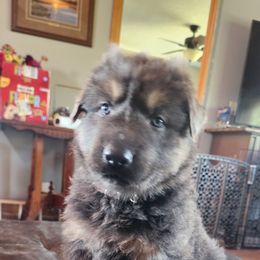 German Shepherd Puppies from Stormy Knight German Shepherds